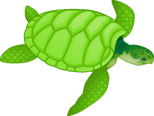 tortoise-47047_640