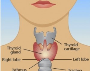 thyroid