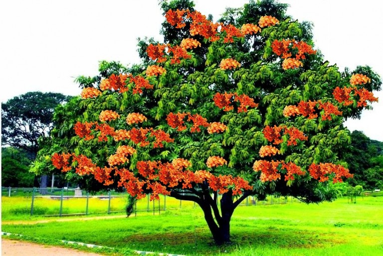 అశోక చెట్టు ఉపయోగాలు గురుంచి మీకు తెలుసా ? Benefits of Ashoka Tree in