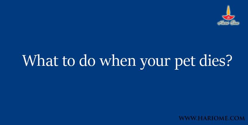 What to do when our pet dies?
