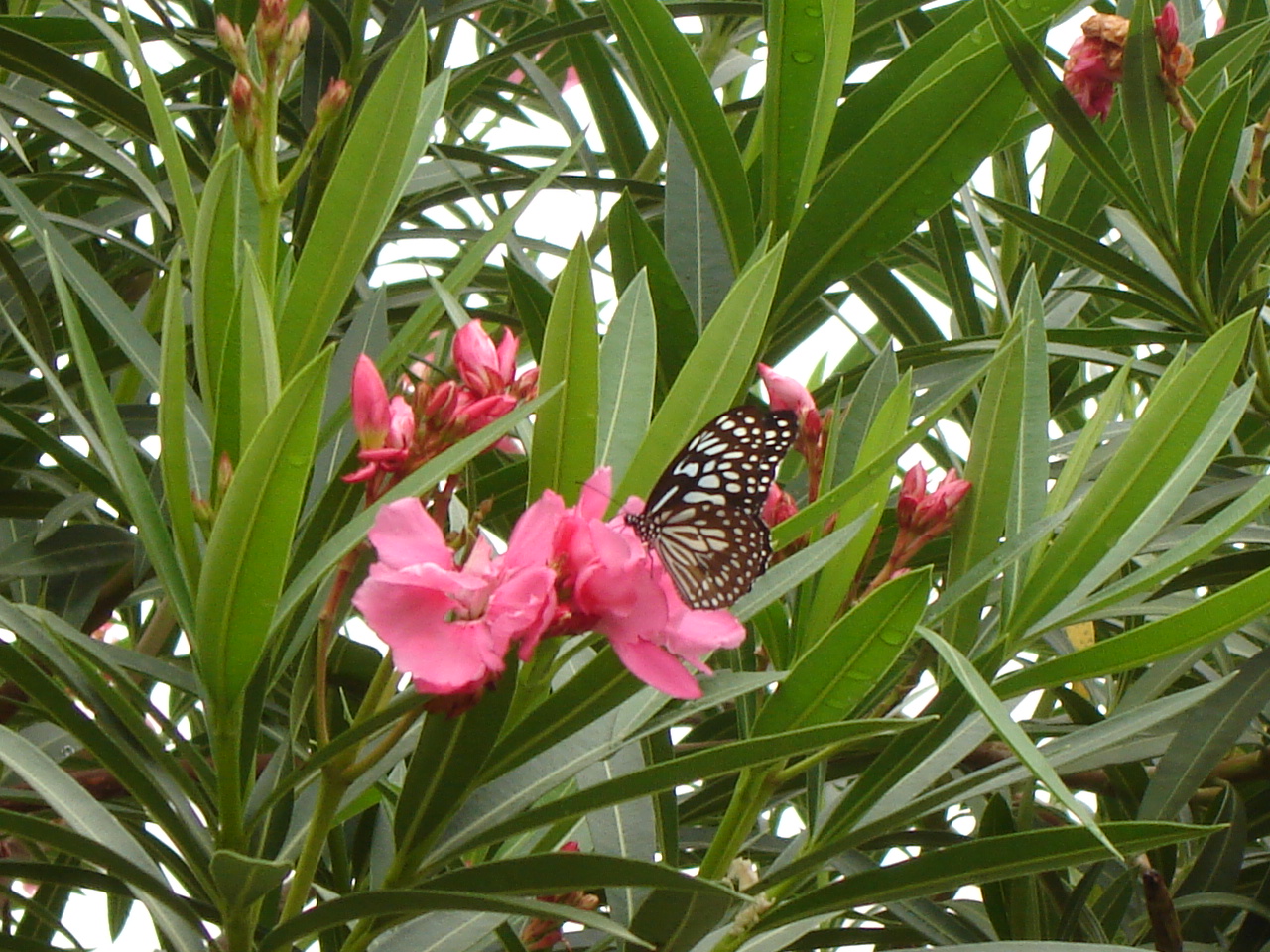 Nerium_indicum_HariOme