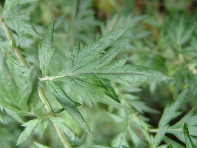 artemisia_vulgaris_mugwort_leaf_HariOme
